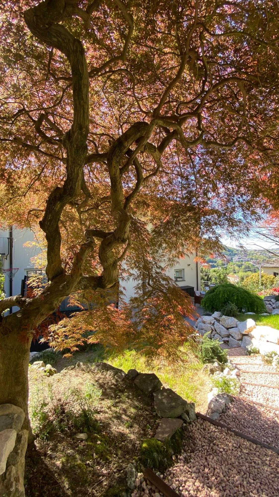 科莫I Faggi Rossi - Red Beech Trees别墅 外观 照片